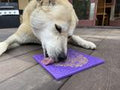 Bones Design Emat Enrichment Licking Mat - Purple