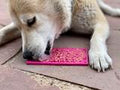 NEW! SUSAN G. KOMEN FUNDRAISER FLOWER POWER DESIGN EMAT ENRICHMENT LICKING MAT - PINK